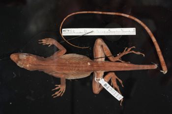 Media type: image;   Herpetology R-100114